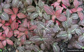 Fittonia verschaffeltii